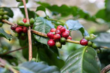 Close up Coffee bean,Arabicas Coffee Tree