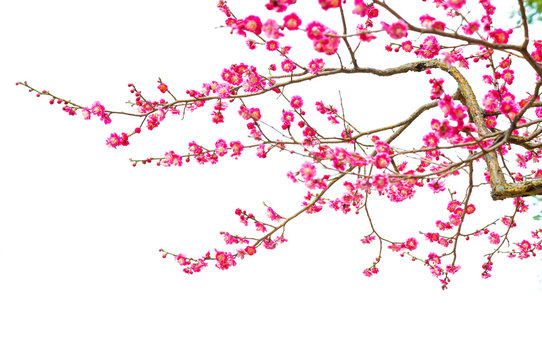 Plum Blossom (Prunus mume) in early spring. Isolated on White Background.