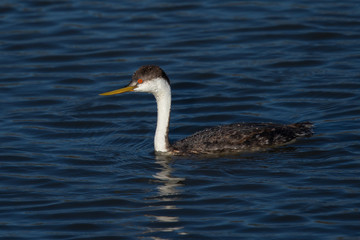 Fototapeta premium Western grebe, seen in a North California marsh