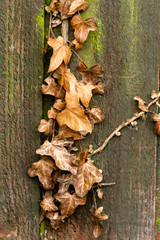 Brown Autumnal Ivy Leaves on a Wooden Fence