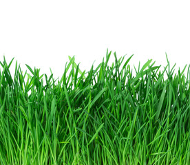 Green grass isolated on white background.
