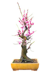 Plum Blossom (Prunus mume) Bonsai in early spring. Isolated on White Background.