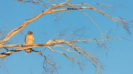 A hawk and small bird sitting on a tree branch.