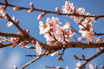 Springtime background