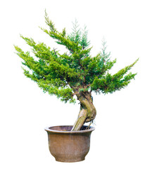 Pine Bonsai Isolated on White Background