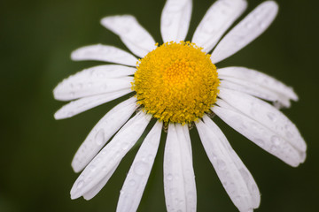 Obraz premium summer flower in raindrops