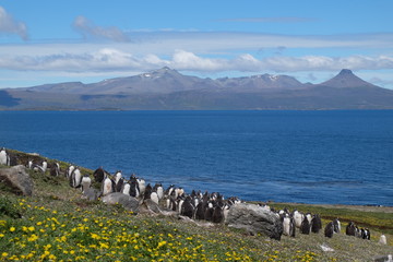 penguin southern island Kerguelen © Aurlie
