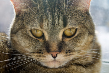 cute cat lwith yellow gold eyes laying on the window and looking day time