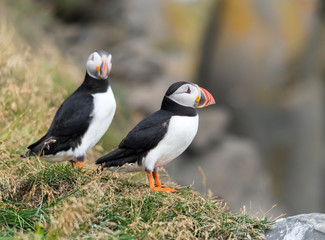 The Atlantic puffin, also known as the common puffin