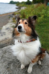 Vertical frontal view of tricoloured windblown Shetland Shepherd sitting on boulder looking up expectantly, with beach and water in the background