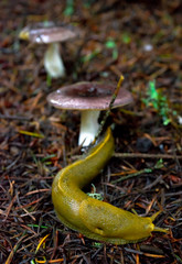 Banana Slug on ground in forest among pine needles with mushrooms behind it