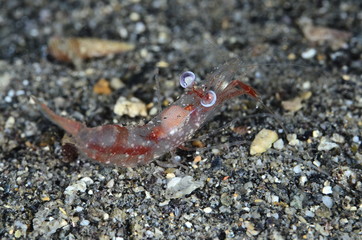 Fptpgrafia submarina
