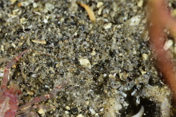 Fptpgrafia submarina