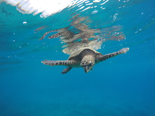 Turtle 1