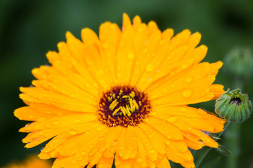 summer flower in raindrops