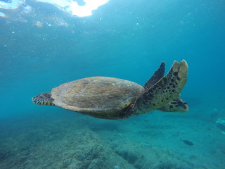 Turtle 5