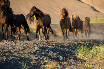 Icelandic horse in the field of scenic nature landscape of Iceland. The Icelandic horse is a breed of horse locally developed in Iceland as Icelandic law prevents horses from being imported.