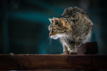 Mit den Augen einer Wildkatze © Olaf Schlenger