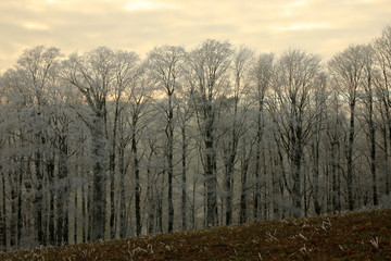 Winterlandschaft im Odenwald