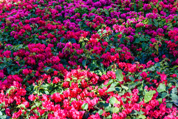 Blossoming bougainvillea plant growing in the garden