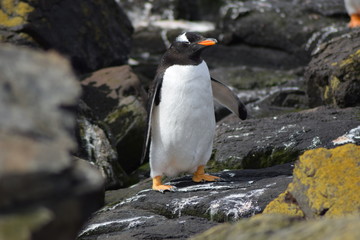 Obraz premium penguin southern island Kerguelen