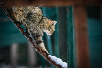Mit den Augen einer Wildkatze