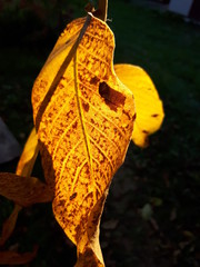yellow leaves of walnut tree in sun light