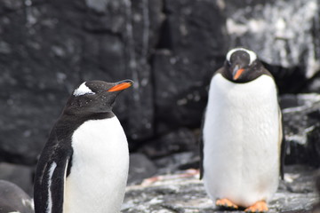 penguin southern island Kerguelen