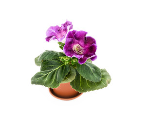 Gloxinia with lilac flowers. Room flower on a white background