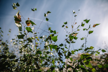 Branch and leaf on the tree against blue sky. Selective Focus.