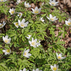 Bl&uuml;hende Buschwindr&ouml;schen, Anemone nemorosa