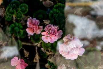 Flower Shop Window