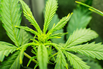 Green background of leaves. Medicinal indica with CBD. Young cannabis plant. Legal Marijuana...