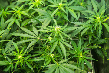 Cannabis at the beginning of flowering. In door grow hemp. Legal Marijuana cultivation in the home....