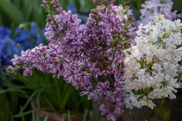 Lilac flowers in bloom. selective focus 