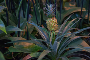 Obraz premium Beautiful dwarf pineapple in natural environment in Tropical Botanical Garden