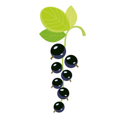 black currant flat simple illustration
