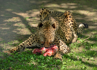 Cheetah (Acinonyx jubatus), large cat of subfamily Felinae, eating meat