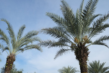 Fototapeta na wymiar Date-palm tree above bright clear blue sky at malaysia 