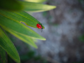 bug on a green leaf