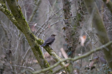 Forest birds