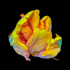 Still life bright colorful macro portrait  of a single isolated parrot tulip blossom in surrealistic/fantastic realism style with pop-art rainbow colors on black background