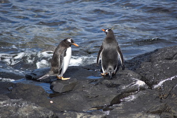Obraz premium penguin southern island Kerguelen