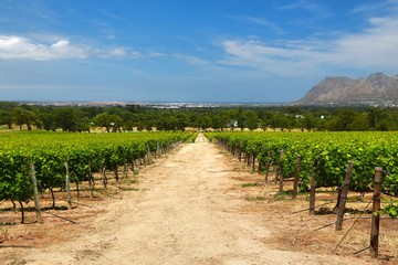 Fototapeta na wymiar The Wine Farms in cape town , south africa