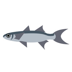 common fish flat style illustration