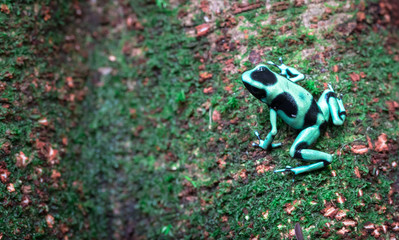 Green and black poison dart frog (Dendrobates auratus) near Puerto Viejo de Sarapiqui, Costa Rica.