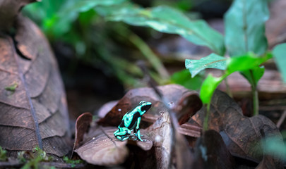 Green and black poison dart frog (Dendrobates auratus), near Puerto Viejo de Sarapiqui, Costa Rica.
