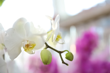 Beautiful blooming tropical orchid on blurred background, closeup. Space for text