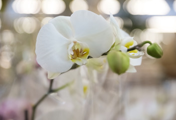 Naklejka na ściany i meble Beautiful blooming tropical orchid in store, closeup