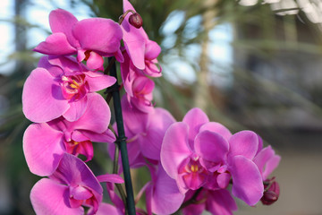 Fototapeta na wymiar Beautiful blooming tropical orchid in store, closeup. Space for text